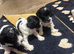 5 adorable cockatoo puppies