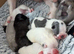 French Bulldog Puppies
