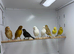 Canaries