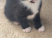 beautiful kitties looking for a forever home