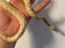 Banana vanilla ball python with setup