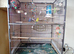 Two semi tame budgies cage and accessories