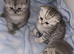 Full British short hair kittens