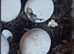 Tortoises for sale.