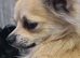 Gorgeous male chihuahua