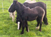 Gorgeous mare and foal together ️