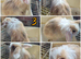 Lionhead/mini lop babies