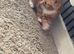 3 ginger kittens
