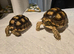 Sulcata tortoises