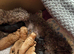 Beautiful Cockapoo puppies