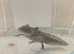 Copper axanthic Melanoid baby axolotl