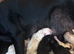 PUPPIES