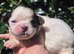 Shih Tzu girls for sale