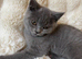 Pedigree British shorthair kittens