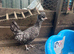 Polish hatching eggs