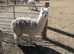 1 years old male alpaca