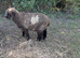 Coloured Ryeland Lambs