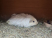 FEMALE GUINEA PIG LONG HAIRED