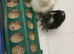 Unsexed cross breed chicks £6 each