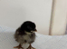 Serama chicks pre listing