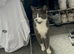 Blue and white male cat