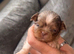 Chihuahua little boys available