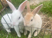 Ready to leave-Pure bred mini Rex