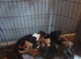 Adorable Jack Russel Puppies