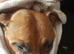 Female staffy 3 months
