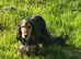 Stunning cockapoo puppy boy available ready now
