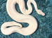 Rare white ball python stunning