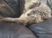 Pure Maine Coon Kittens