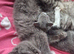 Beautiful kitten