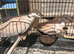 Collard dove for sale