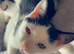 Rescue kittens with full MOT!!