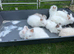 Lionhead bunnies