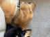 For sale 10 month old golden retriever (Not his fault)