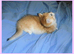 READY NOW 2 GCCF Regd Golden Shaded/Tipped British Short Hair Females