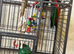 King parrots Glasgow