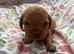 Miniature dachshund pups