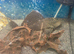 Pleco