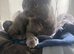 Adult cat