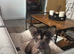 Super rare French bulldog