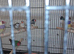 Silverbill finches