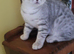Scottish fold/straight kittens