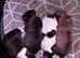 Puppies for sale