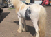 2/3 year old cob gelding