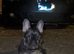 Gorgeous French Bulldog Female Pup