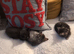 Ragdoll cross kittens