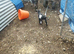 4 Pygmy Goats for sale